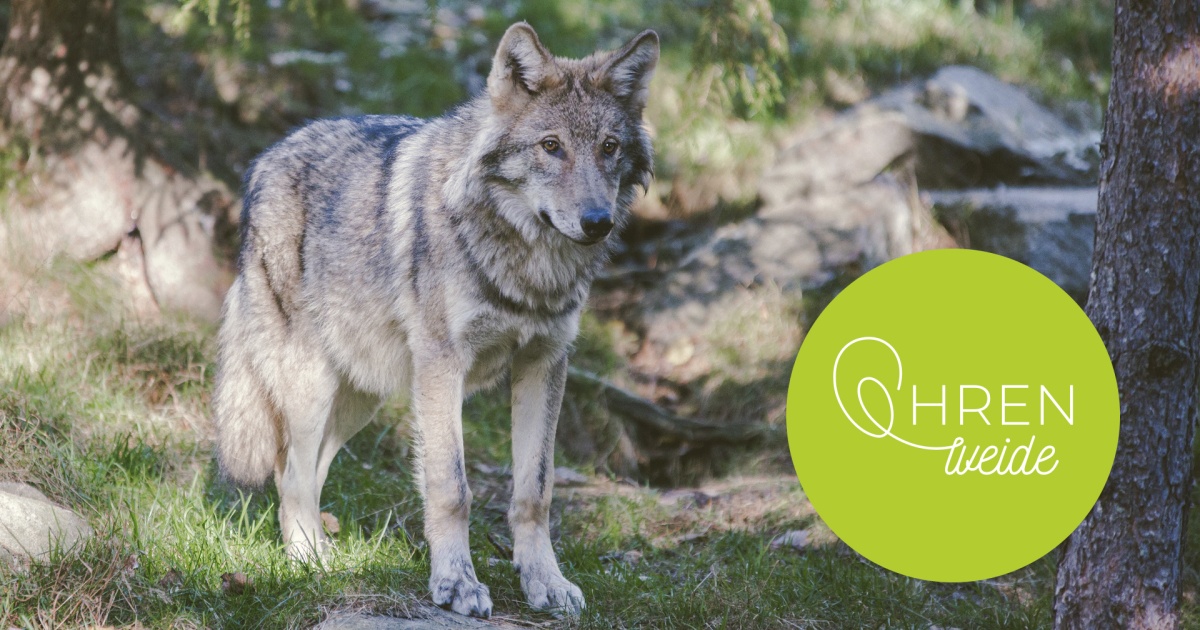 Der Werwolf von Christian evangelisch.de