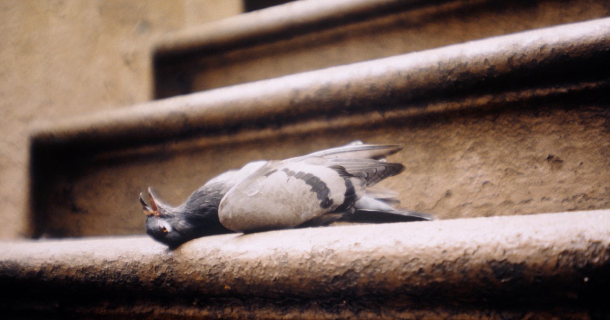 Wann dürfen wir Tauben töten? evangelisch.de