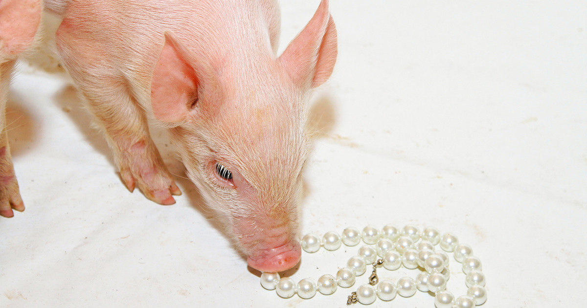 Perlen vor die Säue Eine Beleidigung? evangelisch.de