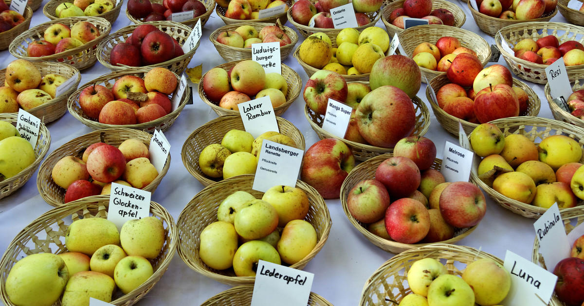 Apfel Fruhe Sorten