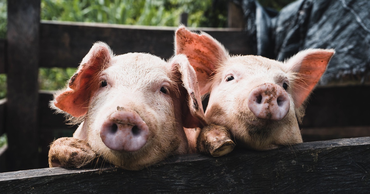 Dürfen Muslime Sachen aus Schweinsleder haben? Und dürfen sie Schweine anfassen? Religionen