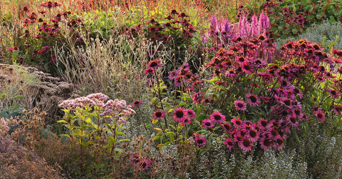Pflanzen und Insekten im Garten helfen | chrismon
